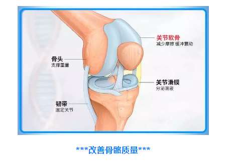 硫酸软骨素与骨关节有什么作用?硫酸软骨素让你和骨关节说拜拜! 硫酸软骨素与骨关节有什么作用?硫酸软骨素让你和骨关节说拜拜!