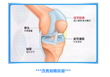 硫酸软骨素与骨关节有什么作用？硫酸软骨素让你和骨关节说拜拜！