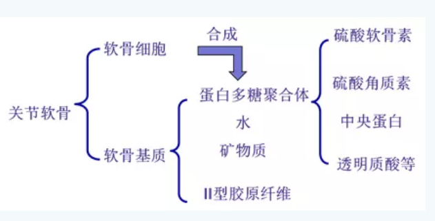 硫酸软骨素对骨关节的价值，你知道吗？