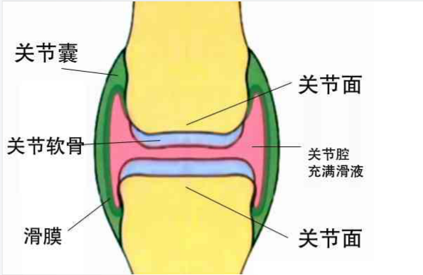 关爱中老年人健康氨糖软骨素少不了