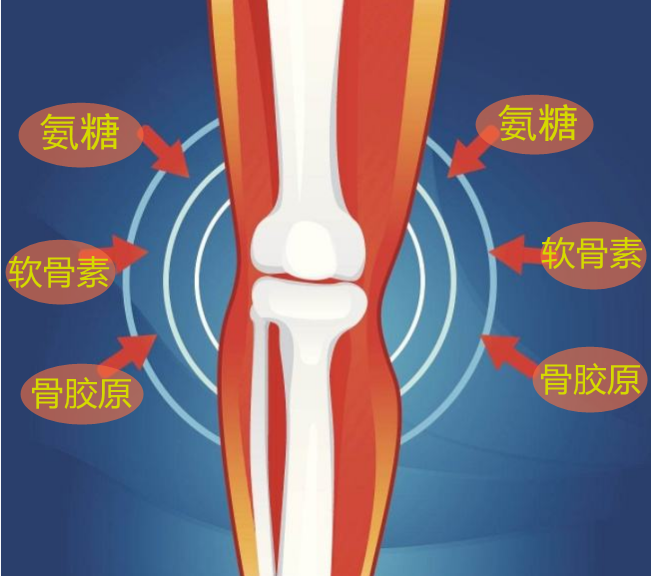 Move free有用吗？保护关节还需要什么营养