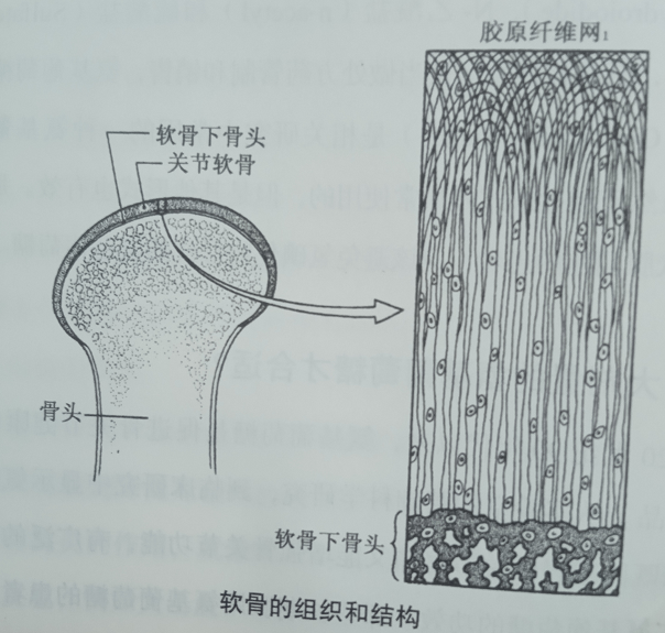 养护关节需要哪些营养,健力多氨糖效果怎么样 养护关节需要哪些营养,健力多氨糖效果怎么样