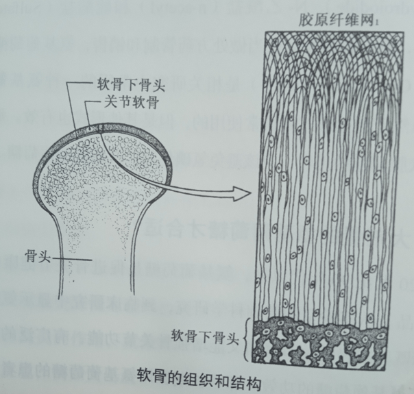 养护关节需要哪些营养，健力多氨糖效果怎么样