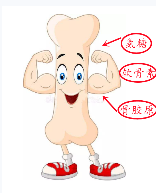 氨糖软骨素和骨胶原的区别,哪个效果好 氨糖软骨素和骨胶原的区别,哪个效果好