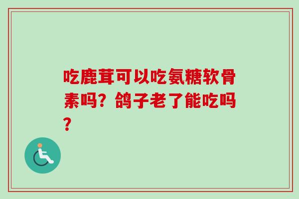 吃鹿茸可以吃氨糖软骨素吗？鸽子老了能吃吗？
