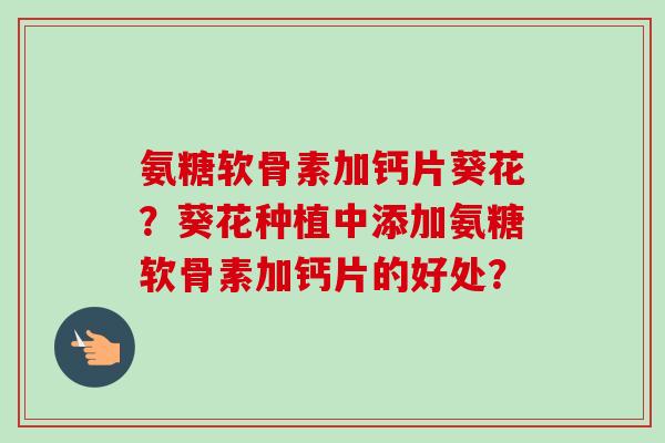 氨糖软骨素加钙片葵花？葵花种植中添加氨糖软骨素加钙片的好处？