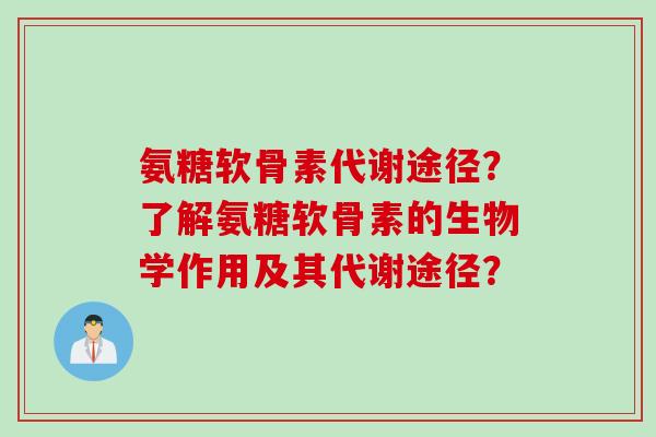 氨糖软骨素代谢途径？了解氨糖软骨素的生物学作用及其代谢途径？