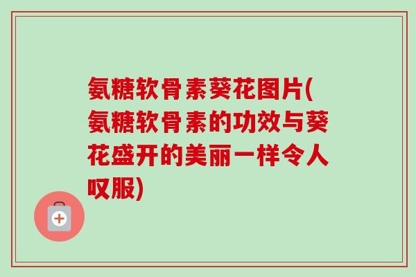 氨糖软骨素葵花图片(氨糖软骨素的功效与葵花盛开的美丽一样令人叹服)