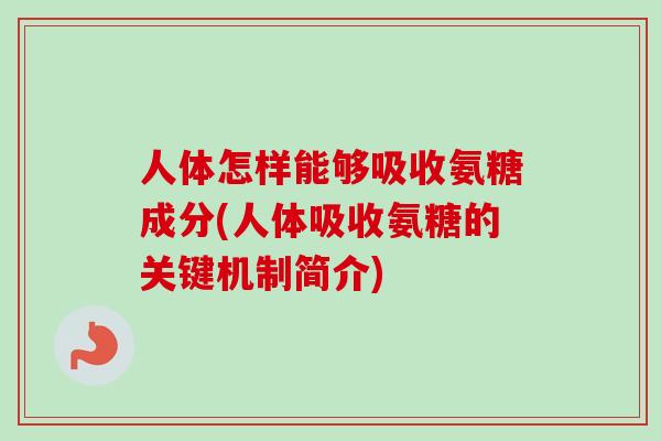 人体怎样能够吸收氨糖成分(人体吸收氨糖的关键机制简介)