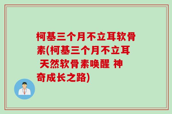 柯基三个月不立耳软骨素(柯基三个月不立耳 天然软骨素唤醒 神奇成长之路)