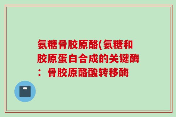 氨糖骨胶原酪(氨糖和胶原蛋白合成的关键酶：骨胶原酪酸转移酶