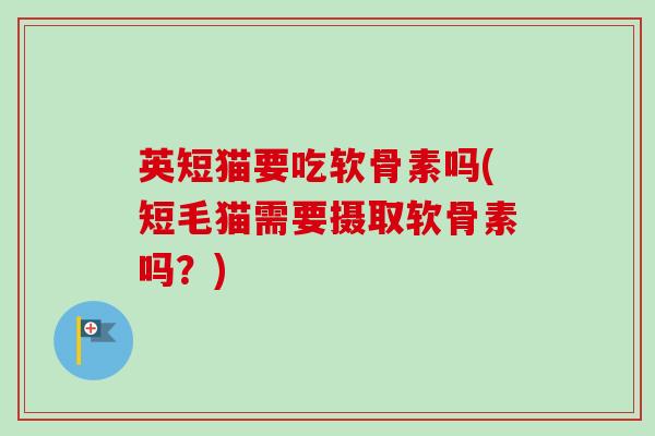 英短猫要吃软骨素吗(短毛猫需要摄取软骨素吗？)