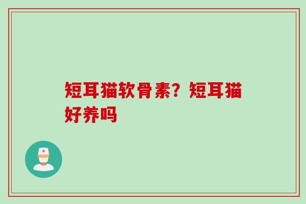 短耳猫软骨素？短耳猫好养吗