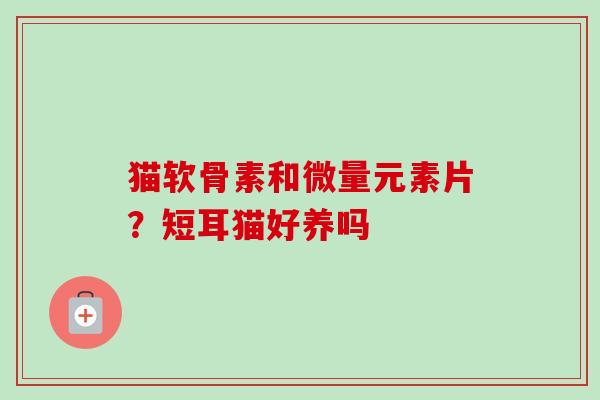 猫软骨素和微量元素片？短耳猫好养吗