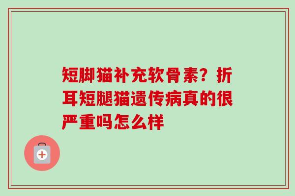 短脚猫补充软骨素？折耳短腿猫遗传病真的很严重吗怎么样