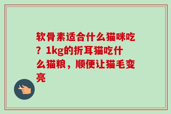 软骨素适合什么猫咪吃？1kg的折耳猫吃什么猫粮，顺便让猫毛变亮