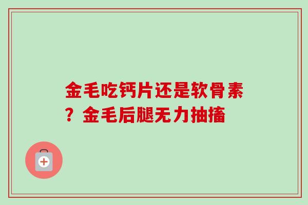 金毛吃钙片还是软骨素？金毛后腿无力抽搐