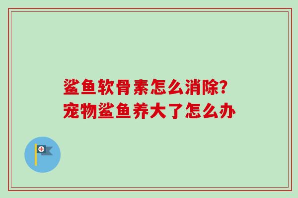 鲨鱼软骨素怎么消除？宠物鲨鱼养大了怎么办