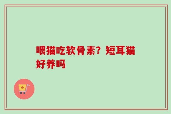 喂猫吃软骨素？短耳猫好养吗