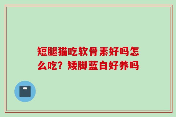 短腿猫吃软骨素好吗怎么吃？矮脚蓝白好养吗