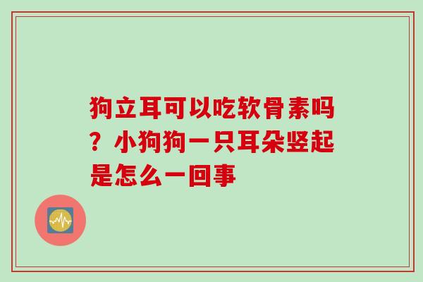 狗立耳可以吃软骨素吗？小狗狗一只耳朵竖起是怎么一回事