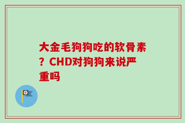大金毛狗狗吃的软骨素？CHD对狗狗来说严重吗