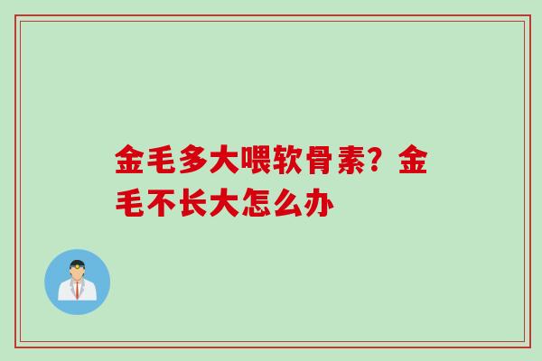 金毛多大喂软骨素？金毛不长大怎么办