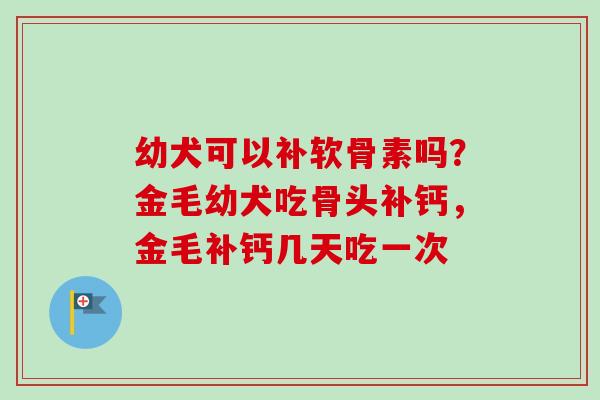 幼犬可以补软骨素吗？金毛幼犬吃骨头补钙，金毛补钙几天吃一次