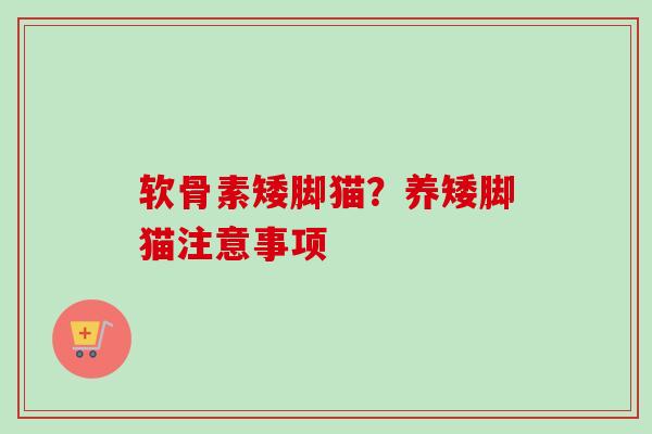 软骨素矮脚猫？养矮脚猫注意事项