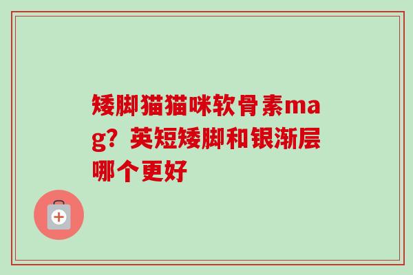 矮脚猫猫咪软骨素mag？英短矮脚和银渐层哪个更好