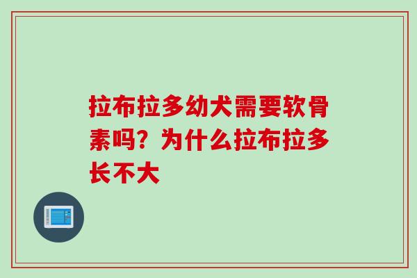 拉布拉多幼犬需要软骨素吗？为什么拉布拉多长不大