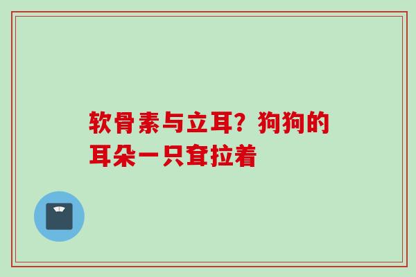 软骨素与立耳?狗狗的耳朵一只耷拉着 软骨素与立耳?狗狗的耳朵一只耷拉着