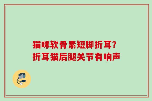 猫咪软骨素短脚折耳？折耳猫后腿关节有响声