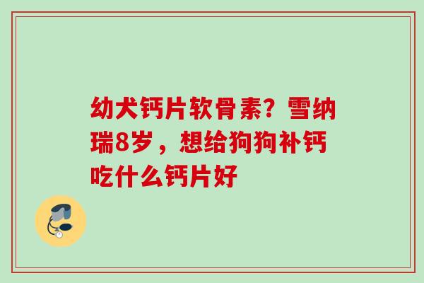 幼犬钙片软骨素？雪纳瑞8岁，想给狗狗补钙吃什么钙片好
