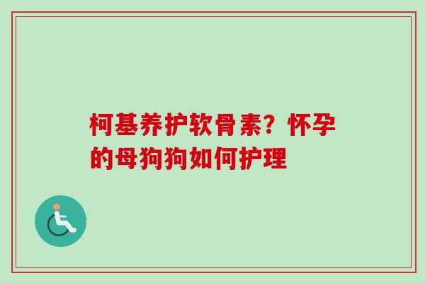 柯基养护软骨素？怀孕的母狗狗如何护理