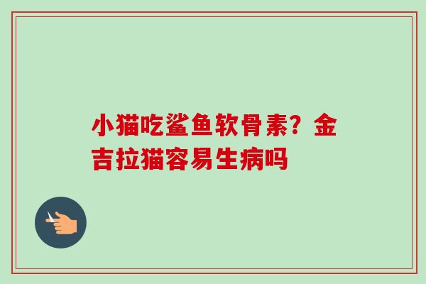 小猫吃鲨鱼软骨素？金吉拉猫容易生病吗