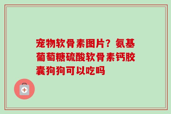 宠物软骨素图片？氨基葡萄糖硫酸软骨素钙胶囊狗狗可以吃吗