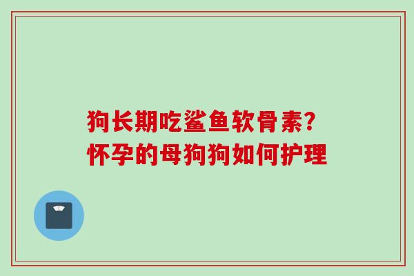 狗长期吃鲨鱼软骨素？怀孕的母狗狗如何护理