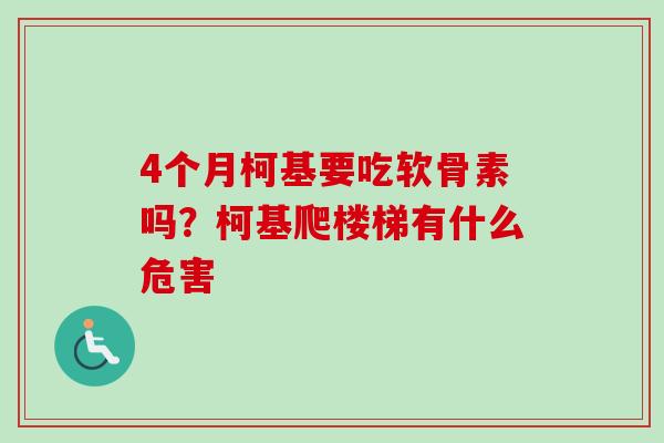 4个月柯基要吃软骨素吗？柯基爬楼梯有什么危害