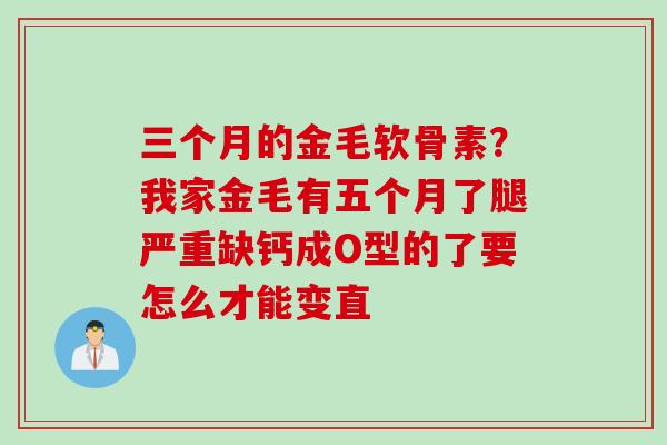 三个月的金毛软骨素？我家金毛有五个月了腿严重缺钙成O型的了要怎么才能变直
