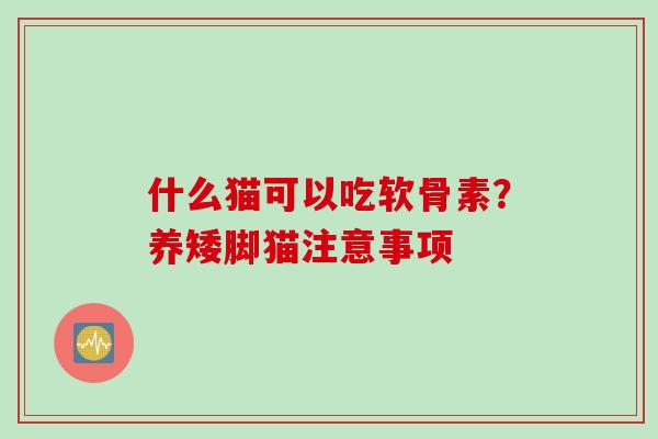 什么猫可以吃软骨素？养矮脚猫注意事项