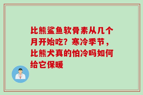 比熊鲨鱼软骨素从几个月开始吃？寒冷季节，比熊犬真的怕冷吗如何给它保暖