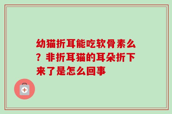幼猫折耳能吃软骨素么？非折耳猫的耳朵折下来了是怎么回事