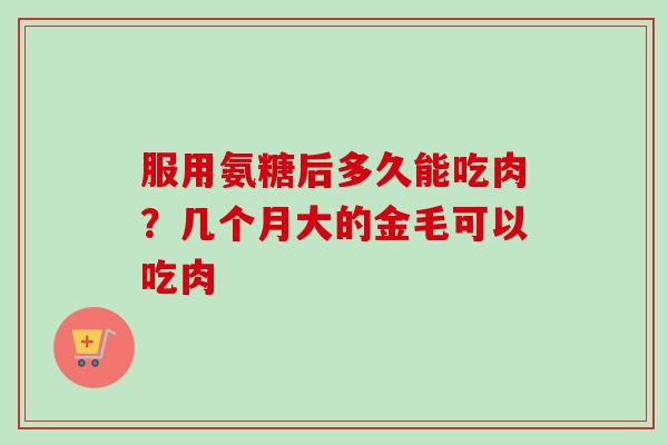 服用氨糖后多久能吃肉？几个月大的金毛可以吃肉