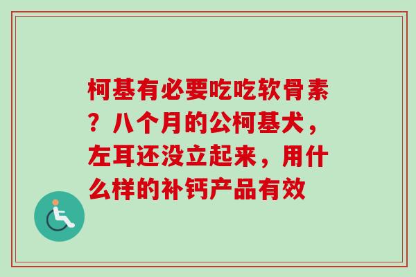 柯基有必要吃吃软骨素？八个月的公柯基犬，左耳还没立起来，用什么样的补钙产品有效