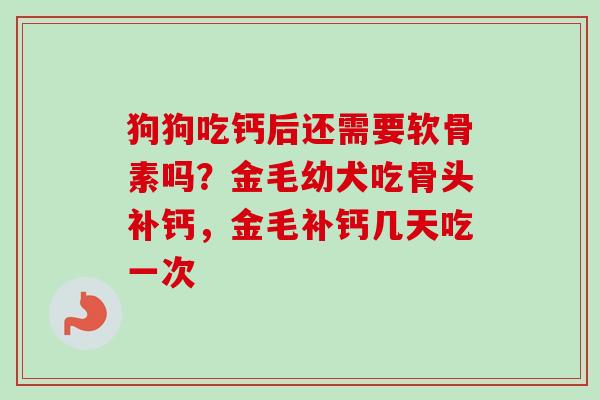 狗狗吃钙后还需要软骨素吗？金毛幼犬吃骨头补钙，金毛补钙几天吃一次