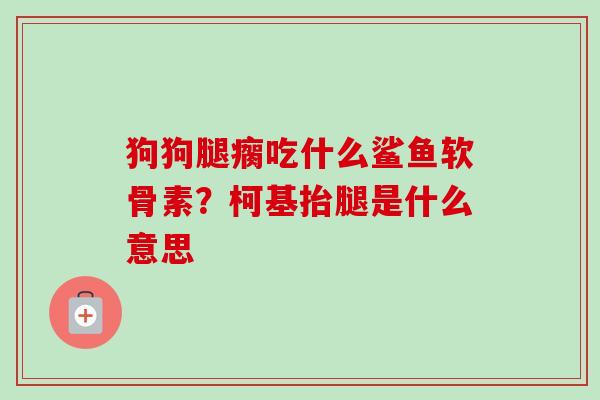 狗狗腿瘸吃什么鲨鱼软骨素？柯基抬腿是什么意思