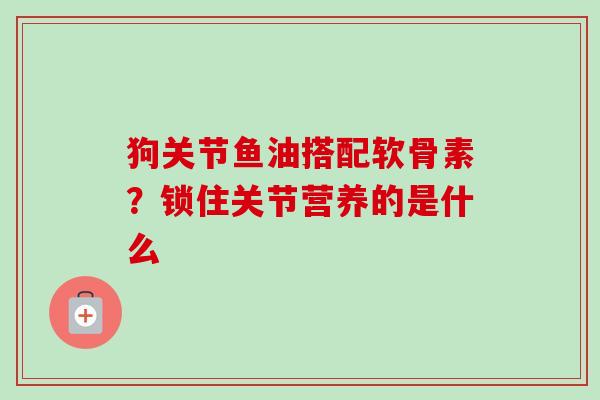 狗关节鱼油搭配软骨素？锁住关节营养的是什么