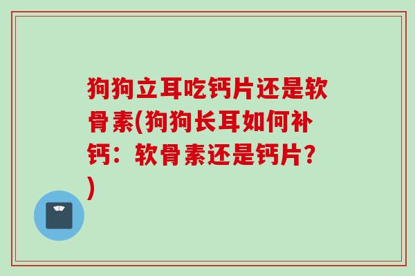 狗狗立耳吃钙片还是软骨素(狗狗长耳如何补钙：软骨素还是钙片？)