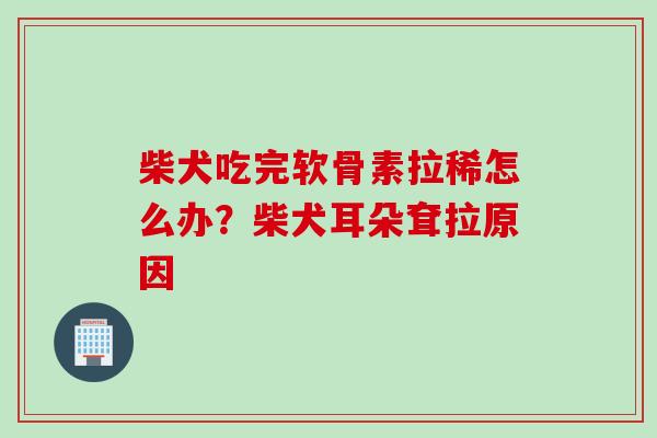 柴犬吃完软骨素拉稀怎么办？柴犬耳朵耷拉原因